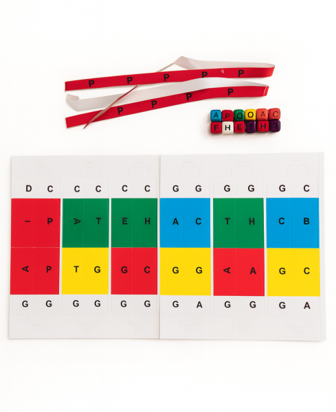 MRC DNA MODEL SETİ 12 Lİ